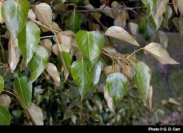 Image result for Populus