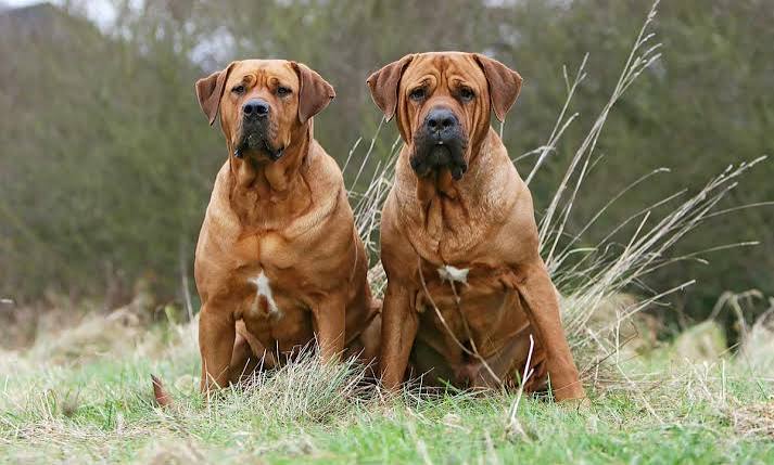 Tosa Inu, Japanese Mastiff: everything about the dog, photos, temperament,  breed description, puppies, price.