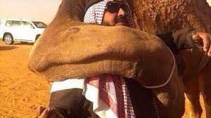 America's funniest home videos 3:00. Camels Never Forget Saudi Man Reunites With Former Companion Al Arabiya English