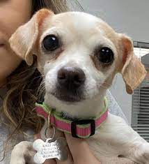 Adorable Animal Rescue League Animal Rescue Dog Adoption