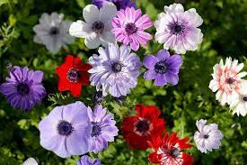 Anemone Coronaria Poppy Anemone