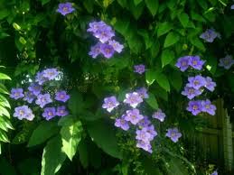 Image result for Thunbergia vogeliana