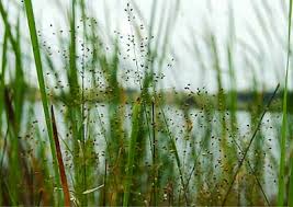 Image result for Isachne mauritiana