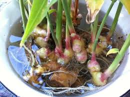 Ingwer Pflanzen Eine Moglichkeit Fur Endlose Ingwer Versorgung Zuhause Garten Gartenarbeit Zenideen In 2020 Ingwer Pflanzen Ingwer Ziehen Garten Pflanzen