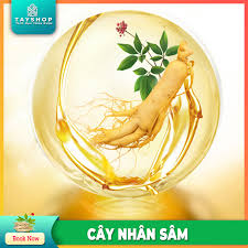 Nguồn Gốc Của Nhân Sâm Và Tác Dụng