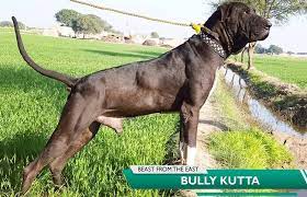 American bully puppies _ exotic bully dog _ most beautiful exotic bully in the world. Bully Kutta Dog Breed Characteristics Appearance And Pictures