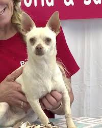 Check spelling or type a new query. Peewee S Pet Adoption World And Sanctuary The Good Beginning
