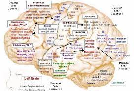 We did not find results for: Talents Hidden In Our Left Brain Right Brain Earthly Mission Brain Mapping Neurology Pediatric Therapy