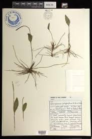 Image result for Ophioglossum polyphyllum