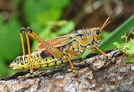 It is monotypic with a single species, romalea microptera, known commonly as the eastern lubber grasshopper, florida lubber, and florida lubber grasshopper. Eastern Lubber Grasshopper Romalea Microptera Bugguide Net
