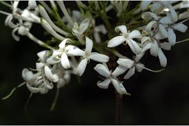 Image result for Pavetta sp. I