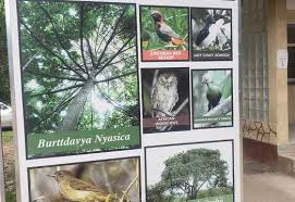 Image result for Burttdavya nyasica