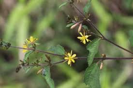 Image result for Triumfetta pilosa