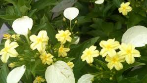 Firebush prefers full sun for best flowering, though it can do well in partial shade as well. Gardening In Florida Dwarf Mussaenda For South And Central Florida Gardens