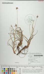 Image result for Bulbostylis densa