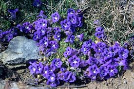 Image result for Aptosimum