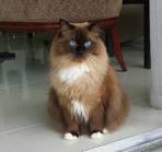 Ragdoll MINK Kitten Male Sealpoint Mink available 10/6/15 ...