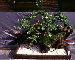 Bodur ağaç ya da minyatür ağaç olarak dilimizde yerini almış bonsai kelimesi japonca bir kelime olup bon (saksı) ve sai (ağaç) kelimelerinin birleşimidir. Japonya Hakkinda Japonya Buyukelciligi Turkiye