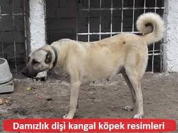 Damizlik Disi Kangallar