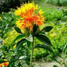 Safflower Seeds Carthamus Tinctorius السعر 1 95