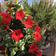 Sommerblumen.eu startet fotowettbewerb mit dem thema sommerblumen am 15.09.13 startet offiziell unser fotowettbewerb zum thema sommerblumen. Blumen Rampp Gardening Zuhause Sommerblumen