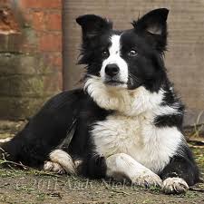 See more ideas about old english sheepdog, english sheepdog, dogs. It Can Be A Difficult Time When A Sheepdog Has To Retire The Working Sheepdog Website