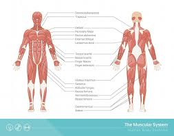 Captions with name and actions of the muscles have. Muscular System Definition Function And Parts Biology Dictionary
