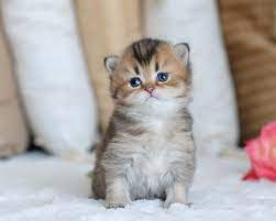 British Shorthair Cats British Longhair Cats Kittens For Sale Adoption Silver Shaded Golden Shaded Chinchill British Shorthair Cats British Shorthair Kittens