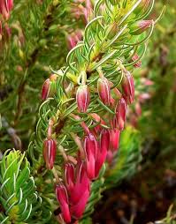 Image result for Erica whyteana