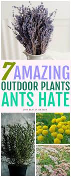 7 Ant Repellent Plants You Need Outside Your Home Hot Beauty Health Outdoor Plants Ant Repellent Plants