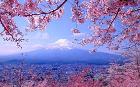 ãæ¡ã®è±ã®åçãã®ç»åæ¤ç´¢çµæ