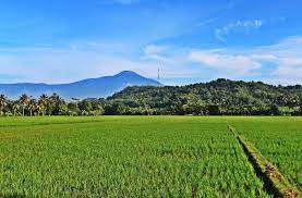  Gunung Sawah Pemandangan Foto Gratis Di Pixabay Gambar Pemandangan Gunung Dan Sawah Lukisan Pemandangan Field Wallpaper Background Pictures Wallpaper Full Hd