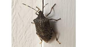 Unwanted Winter Houseguests In 2021 Box Elder Bugs Brown Marmorated Stink Bug Lady Beetle