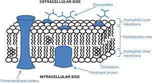 The plasma membrane (also called the cell membrane ) is a lipid bilayer that is common to all living cells. The Cell Membrane Chapter 4 Basic Physiology For Anaesthetists