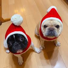 We did not find results for: French Bulldog Christmas New Year 2020 2021 Frenchie World Shop