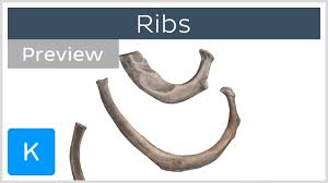 Of all 24 ribs the first seven pairs are often labeled as true these bones are connected to the costal cartilage while the five other false. Ribs Preview Types Location Landmarks Human Anatomy Kenhub Youtube