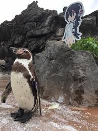 He is thought to have. This Story About A Penguin Falling In Love With An Anime Cutout Is An Oscar Worthy Love Story