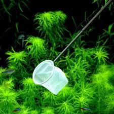 Neon tetras are very peaceful fishes and require a free space to swim. 1pc Aquarium Fish Tank Square Shrimp Small Betta Tetra Fish Net 3 10 6 Sizes Fish Aquariums Other Fish Aquarium Supplies