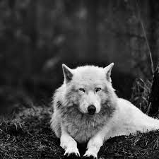 Iphone wallpaper wolf, black wolf. Black Wolf Over 1080 X 1080 Black Wolf Over 1080 X 1080 Predator Wolf Face