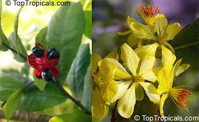 Image result for Ochna inermis