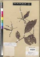 Image result for Klainedoxa