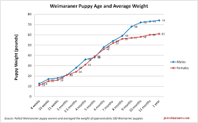 Weimaraner Growth Chart Goldenacresdogs Com