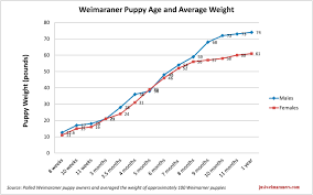 weimaraner growth chart goldenacresdogs com