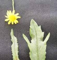 Image result for Senecio madagascariensis