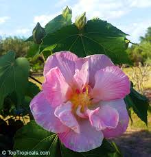 Image result for Hibiscus mutatus