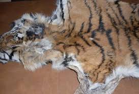 To identify the level of conservation and management of wildlife in malaysia. India Our Endangered Wildlife A Cause For Concern