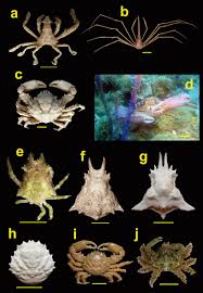 Image result for Brachychloa