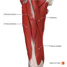 The quadriceps muscle is a prime mover in everyday life and sports; Quadriceps Muscle Strain Physiopedia