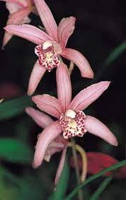 How To Care For Epidendrum Orchids Orchids Garden Orchids Beautiful Orchids