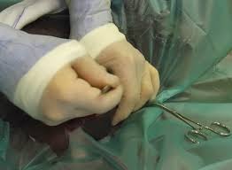 Surgery Equine Vets